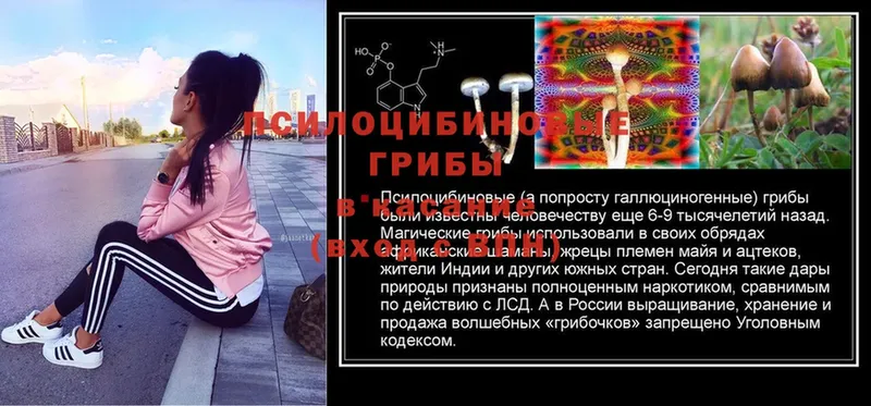 Псилоцибиновые грибы ЛСД  Новоузенск 